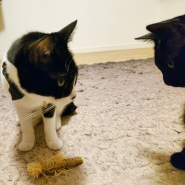 福助は常にうなの獲物を狙っています