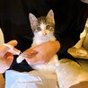 ぎじしろメスさん3ヶ月 サムネイル2