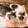 ぎじしろメスさん3ヶ月 サムネイル3