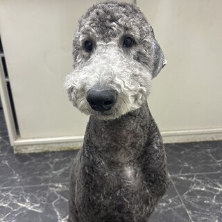 一歳　スタンダードプードル