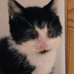 「片目が不調な猫ちゃんたち」サムネイル2