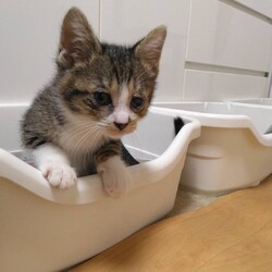 「片目が不調な猫ちゃんたち」サムネイル3