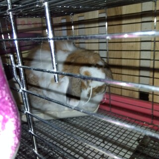 ウサギ、ホーランドロップイヤーです