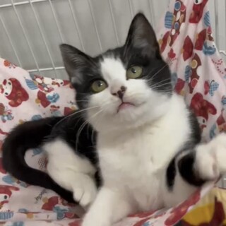 交渉中です。ホーリー君4ヶ月