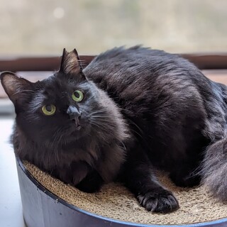 モフモフ女子♡野ばらちゃん