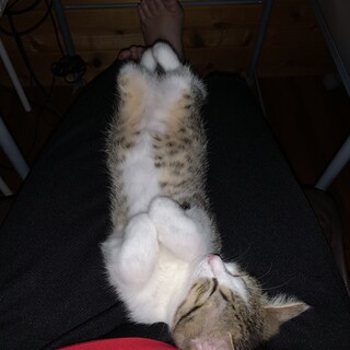 パステルミケ　生後半年　避妊済み　メス