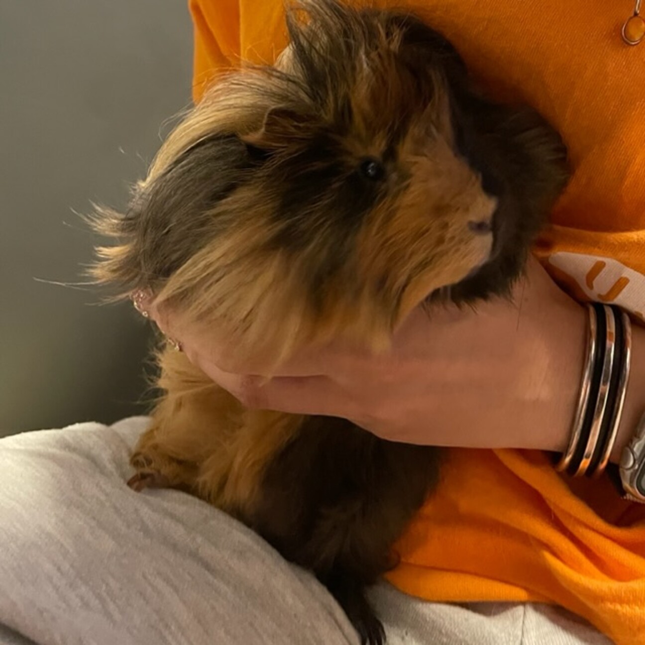 長毛種のモルモット♂ サムネイル1