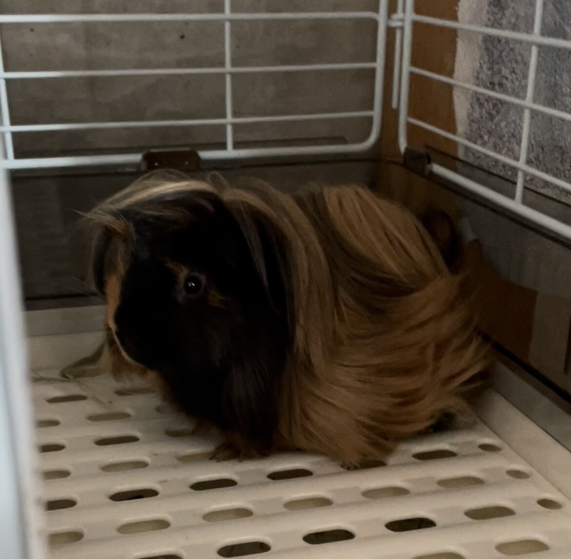 長毛種のモルモット♂ サムネイル3