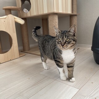 子猫！コロコロカワイイキジ白ちゃん人気のソックス猫