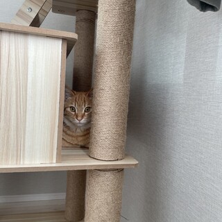 5ヶ月カワイイ茶トラ子猫ちゃん　人気のソックス猫！