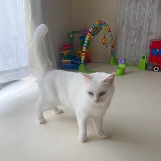 【オッドアイ白猫】人が大好きです