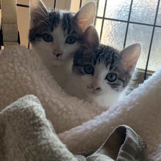 ぎじしろメスさん3ヶ月