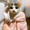 ぎじしろメスさん3ヶ月 サムネイル5