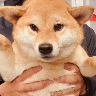 23-W386　小さな豆柴女子！