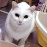 ビビリの美形白猫★ゆりちゃん１歳 サムネイル3