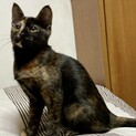 マイペースなおっとりサビちゃん♪　七味（ななみ）