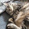 猫のりんごさん