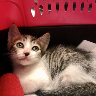 きれいで大人しめの女の子です。