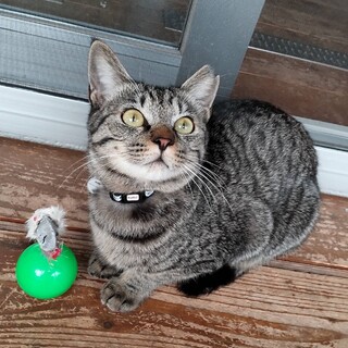 キジトラ姉妹大人しめの子