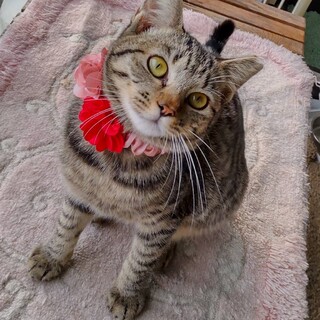 キジトラ姉妹人が大好きっ子