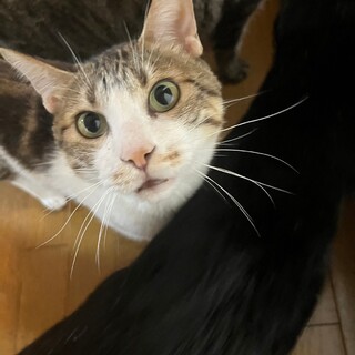 食べるの大好き「ようかん」くん