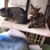 サビ猫カエデちゃん サムネイル5