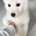 子犬の里親募集