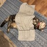 かわいいポーズ！お腹は恥ずかしいから見ないでね。