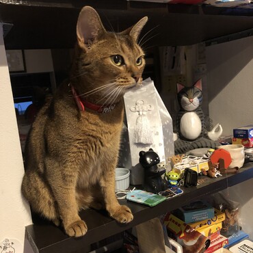 先住猫の林太郎さんのお墓参り