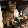 先住猫の林太郎さんのお墓参り