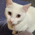 去勢済の真っ白なみぞれ君❤️費用一切無料です！