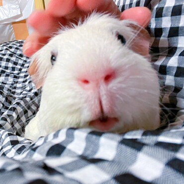 だっことなでなでが大好き。