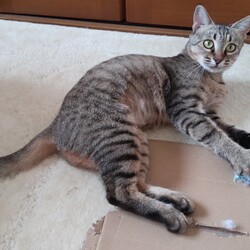 「トラビス、チャッピー保護日記１」サムネイル2