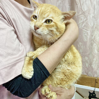 甘えん坊のシニア！第二の猫生を『はくじゅ』10歳