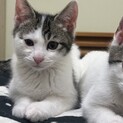 生後3ヶ月のかわいい子猫ちゃんの里親募集中です！
