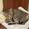 クールに見えて、子猫みたいに純粋な『シマさん』２歳 サムネイル7