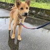 がねごん。