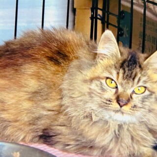 長毛サビ猫さんメス7ヶ月