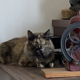 ありがとうございました★長毛サビ猫　なごみちゃん