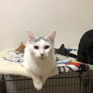 ありがとうございました★毛長のニコバンくん