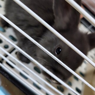 ロップイヤー　2歳