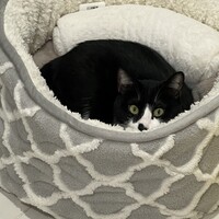 猫猫