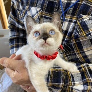 甘えん坊3姉妹♬バニラちゃん♬