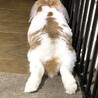 ロプ♡モプ