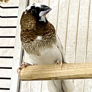 【ご家族が見つかりました。ありがとうございました】