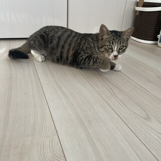 子猫！コロコロ男の子！キジ白子猫人気のソックス猫