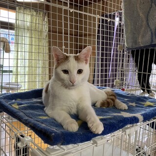 ありがとうございました★可愛い茶白のハッチくん