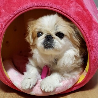 仮名：メープル