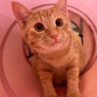 12/24宮代町無印譲渡会　じゃこ君