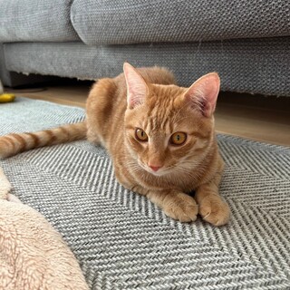 12/24宮代町無印譲渡会　おかか君